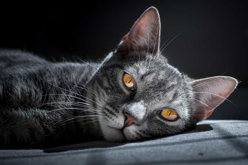Gato con ojos naranja