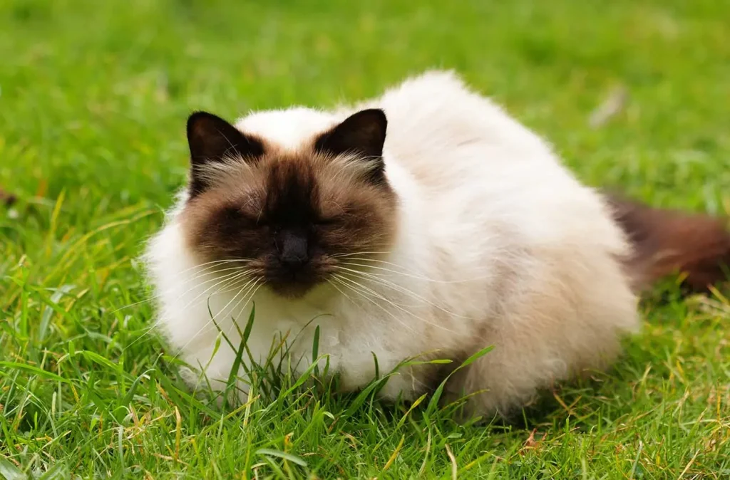 Gato himalaya persa